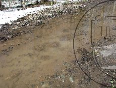 Лягушка малоазиатская 003